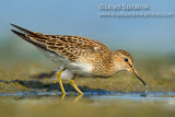 Pectoral Sandpiper (juvenile)