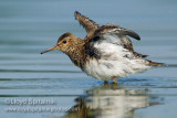 Pectoral Sandpiper