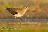Solitary Sandpiper