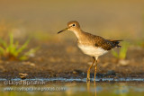 Solitary Sandpiper