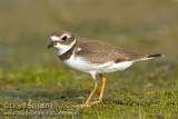 Semipalmated Plover (juvenile)