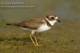 Semipalmated Plover (juvenile)