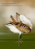 Semipalmated Sandpiper