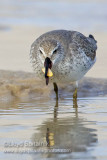 Red Knot