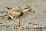 Black Skimmer