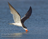 Black Skimmer