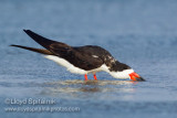 Black Skimmer