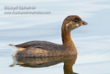 Pied-billed Grebe