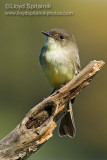 Eastern Phoebe