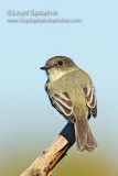 Eastern Phoebe