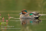 Green-winged Teal