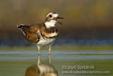 Killdeer