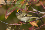 Golden-crowned Kinglet