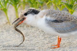 Common Tern  (juvenile)