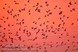 Common Tern