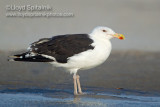 Great Black-backed Gull