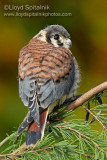 American Kestrel
