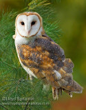 Barn Owl