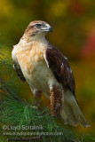 Ferruginous Hawk