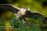 Peregrine Falcon