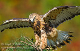Rough-legged Hawk
