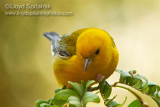 Prothonotary Warbler