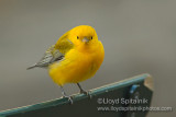 Prothonotary Warbler