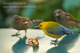 Prothonotary Warbler