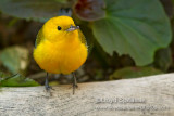 Prothonotary Warbler