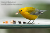 Prothonotary Warbler