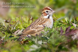 Lark Sparrow