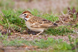 Lark Sparrow