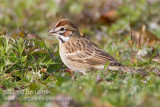 Lark Sparrow