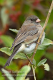Dark-eyed Junco