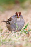 White-crowned Sparrow