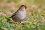 White-crowned Sparrow