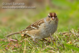 White-crowned Sparrow
