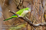 Monk (Quaker) Parakeet