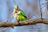 Monk Parakeet