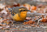 Varied Thrush