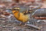 Varied Thrush