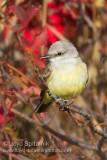 Western Kingbird