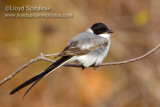 Fork-tailed Flycatcher