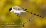 Fork-tailed Flycatcher