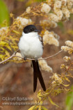 Fork-tailed Flycatcher