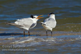 Royal Tern