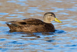 American Black Duck