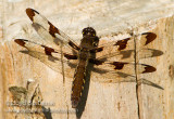 Common Whitetail (female)