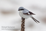 Loggerhead Shrike