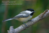 Black-capped Chickadee